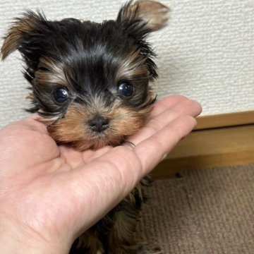 ヨークシャーテリア【広島県・女の子・2024年12月14日・スチールブルー&タン】の写真「小さな女の子💓」