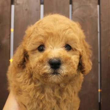 トイプードル(トイ)【滋賀県・男の子・2024年5月29日・ペールフォーン】の写真「両親犬は安心のトイサイズです」