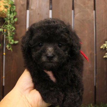 トイプードル(タイニー)【滋賀県・女の子・2024年8月12日・グレー】の写真「両親犬はタイニーサイズ」