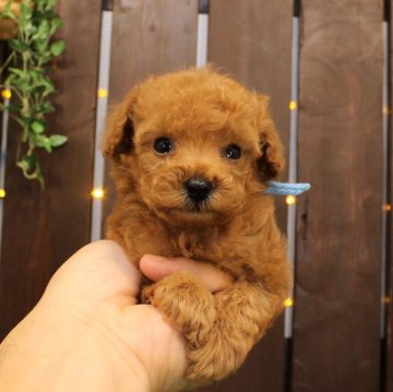 トイプードル(ティーカップ)【滋賀県・男の子・2024年7月19日・オレンジフォーン】の写真「両親犬はティーカップサイズ」