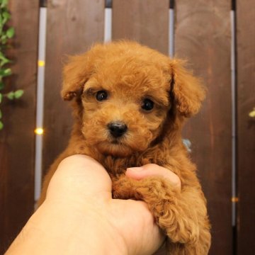 トイプードル(ティーカップ)【滋賀県・男の子・2024年7月19日・オレンジフォーン】の写真「両親犬はティーカップサイズ」