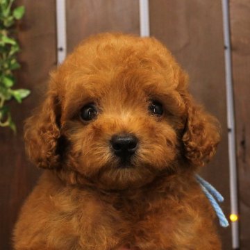 トイプードル(タイニー)【滋賀県・男の子・2024年5月18日・オレンジフォーン】の写真「パパ犬：ティーカップ！両親：遺伝子検査3項目クリア」