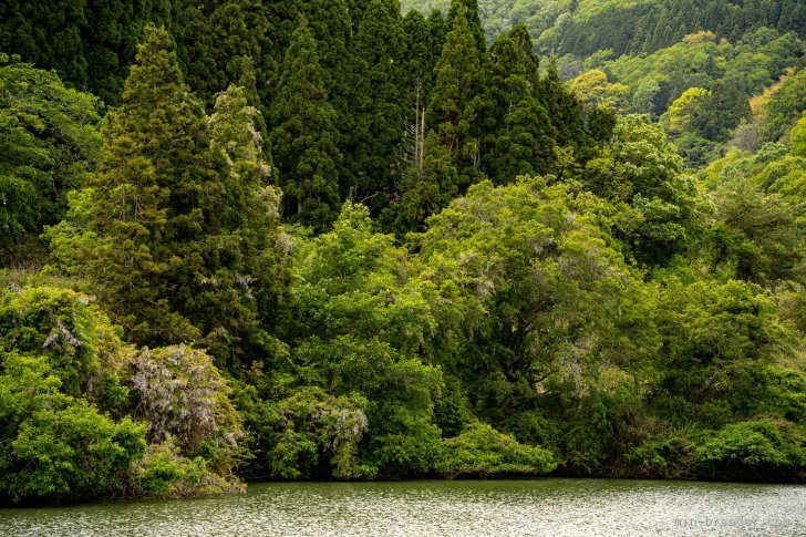 馬　崢嵎(ま　そうぐう)ブリーダー(岡山県・トイプードルなど・JKC登録)の紹介写真8