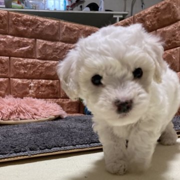 ビションフリーゼ【山梨県・女の子・2024年12月25日・白】の写真「健康で可愛いビションです」