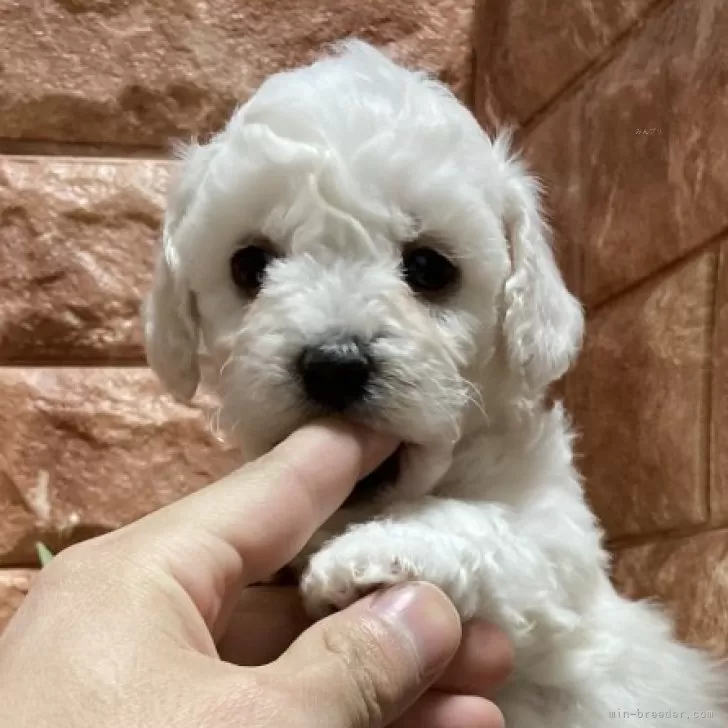 Y.S 様のお迎えした子犬