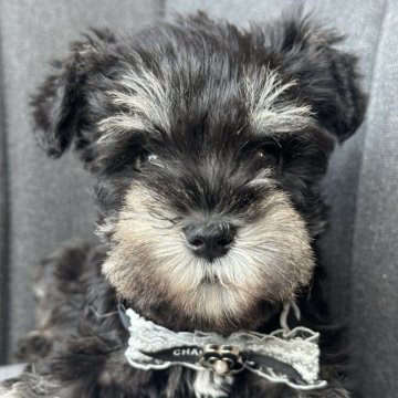 ミニチュアシュナウザー【千葉県・女の子・2025年8月4日・ブラック&シルバー】の写真「ぷるぷる天使ちゃん🪽」