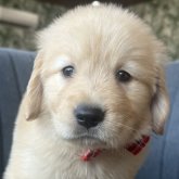 ゴールデンレトリバー