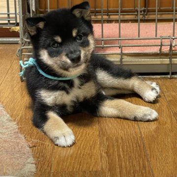 柴犬(豆柴)【広島県・男の子・2024年8月25日・黒色】の写真「兄弟の長男君です🩷」