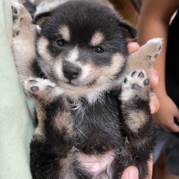 柴犬(豆柴)【広島県・女の子・2024年8月25日・黒色】の写真「お鼻が白いのがチャームポイントです💕」