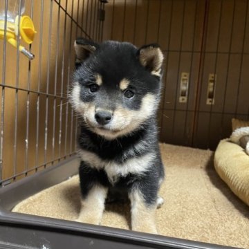 柴犬(豆柴)【広島県・男の子・2022年11月16日・黒】の写真「可愛いお顔の豆柴です。」