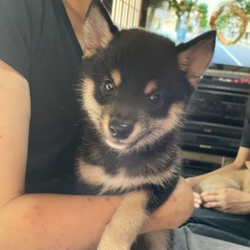 柴犬(豆柴)【広島県・男の子・2023年6月9日・黒色】の写真「三世代豆柴認定✨可愛い男の子です💕」