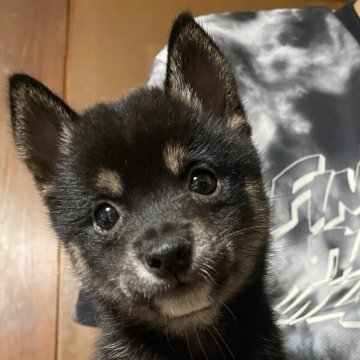 柴犬(豆柴)【広島県・女の子・2024年8月25日・黒色】の写真「クリクリお目目の可愛い女の子です💕」