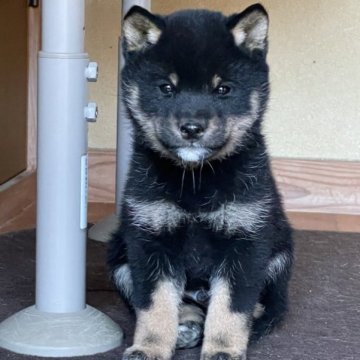 柴犬(豆柴)【広島県・男の子・2022年11月16日・黒】の写真「甘えん坊の豆柴くんです💕
将来イケメン優良株です」