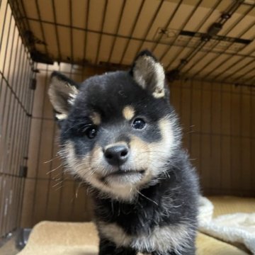 柴犬(豆柴)【広島県・男の子・2022年11月16日・黒】の写真「男の子らしい顔の豆柴ちゃんです」