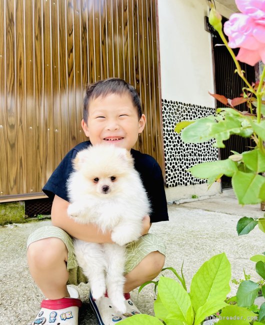 フレンチブルドッグ【岐阜県・女の子・2024年6月14日・ブリンドル】の写真1