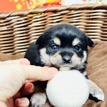 豆チワワ(チワワ×豆柴)【岐阜県・男の子・2024年12月26日・黒】の写真「可愛い豆チワワちゃん！！！」