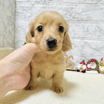 ミニチュアダックスフンド(ロング)【岐阜県・男の子・2024年10月11日・イエロー】の写真「可愛い女の子！！！」