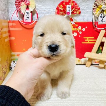 ゴールデンレトリバー【岐阜県・男の子・2024年12月16日・ゴールデン】の写真「イケメン君！」