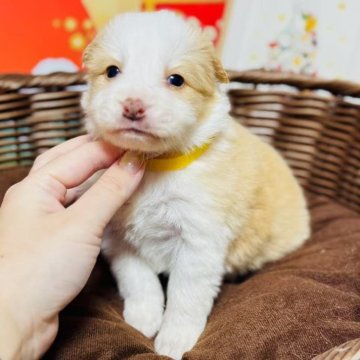 ボーダーコリー【岐阜県・女の子・2025年1月24日・レッドホワイト】の写真「甘えん坊さん！」