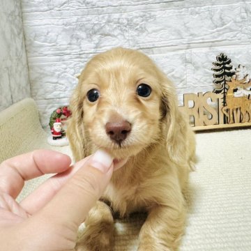 ミニチュアダックスフンド(ロング)【岐阜県・男の子・2024年9月26日・イエロー】の写真「イケメン君！！！」