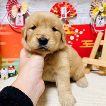 ゴールデンレトリバー【岐阜県・女の子・2024年12月16日・ゴールデン】の写真「可愛い女の子！」