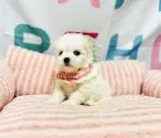 マルチーズ【岐阜県・女の子・2025年3月1日・ホワイト】の写真5