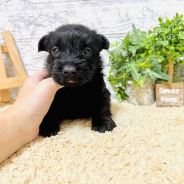 スコティッシュテリア【岐阜県・女の子・2024年9月1日・ブラック】の写真「希少種です！」