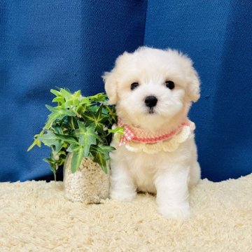 ミックス(マルチーズ×ビションフリーゼ)【岐阜県・女の子・2024年6月19日・ホワイト】の写真「フワフワちゃん！」