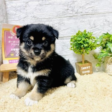 豆チワワ(チワワ×豆柴)【岐阜県・女の子・2024年5月18日・黒】の写真「オンラインでのお見学は大歓迎です♪」