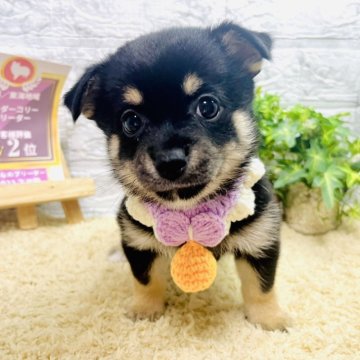 豆チワワ(チワワ×豆柴)【岐阜県・女の子・2024年5月18日・黒】の写真「オンラインでのお見学は大歓迎です♪」