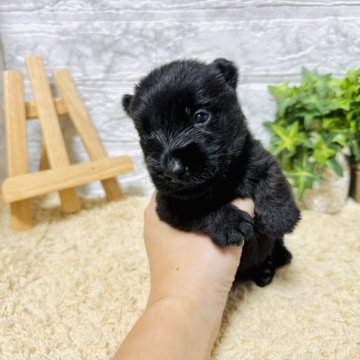 スコティッシュテリア【岐阜県・男の子・2024年9月1日・ブラック】の写真「希少種です！」