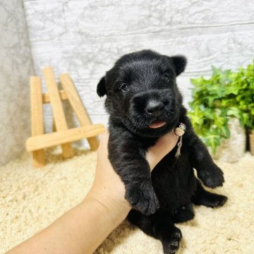 スコティッシュテリア【岐阜県・男の子・2024年9月1日・ブラック】の写真「希少種です！」