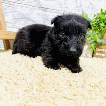 スコティッシュテリア【岐阜県・男の子・2024年9月1日・ブラック】の写真「希少種です！」