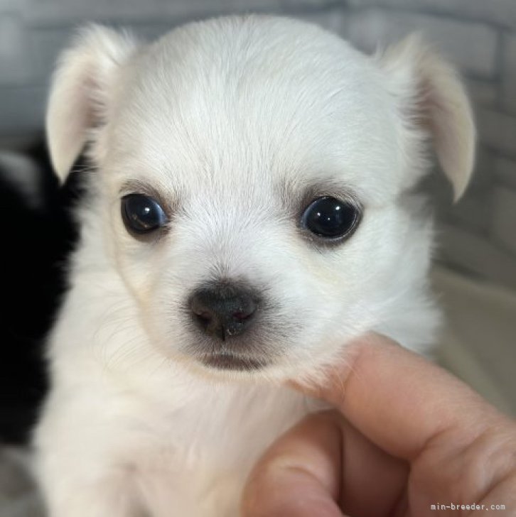 マリン 様のお迎えした子犬