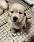 ゴールデンレトリバー【愛知県・男の子・2023年5月17日・ゴールデン】の写真5「生後37日目。骨格ガッチリくん。」