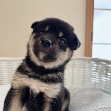 柴犬(豆柴)【兵庫県・男の子・2024年9月21日・黒】の写真「とっても可愛い男の子♪」