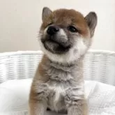 豆柴