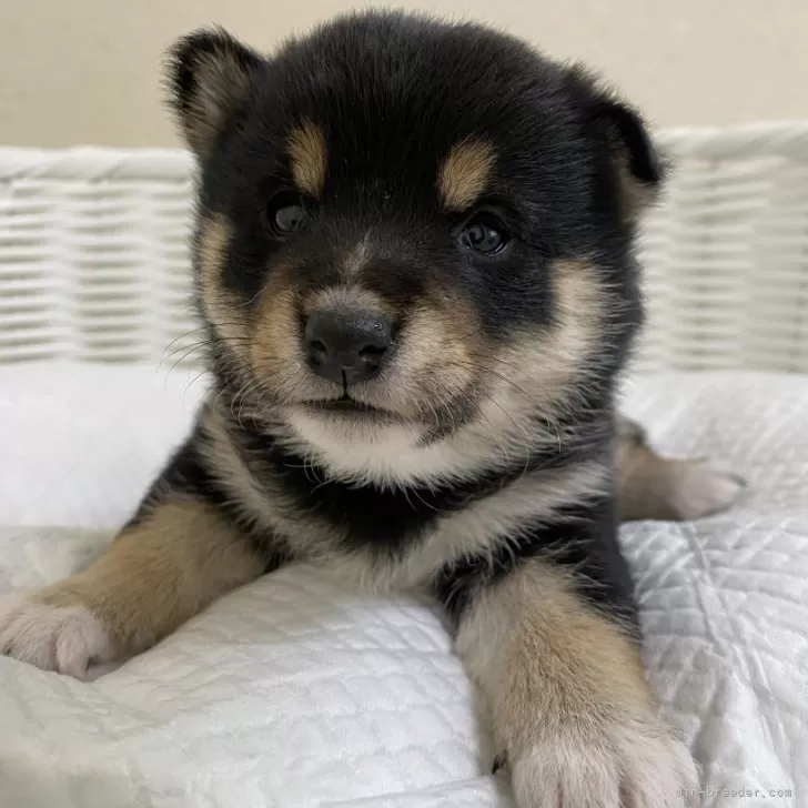 て 様のお迎えした子犬