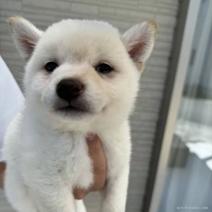 さお 様のお迎えした子犬