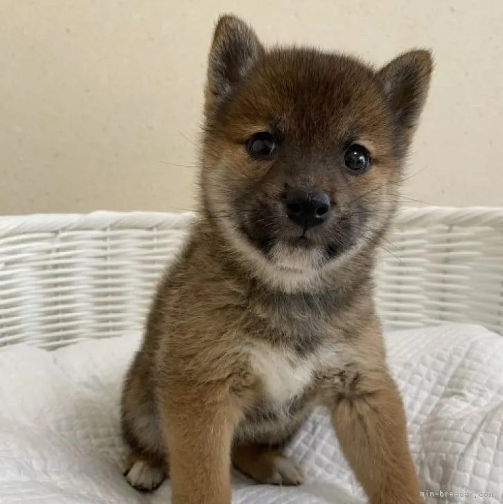 純子 様のお迎えした子犬