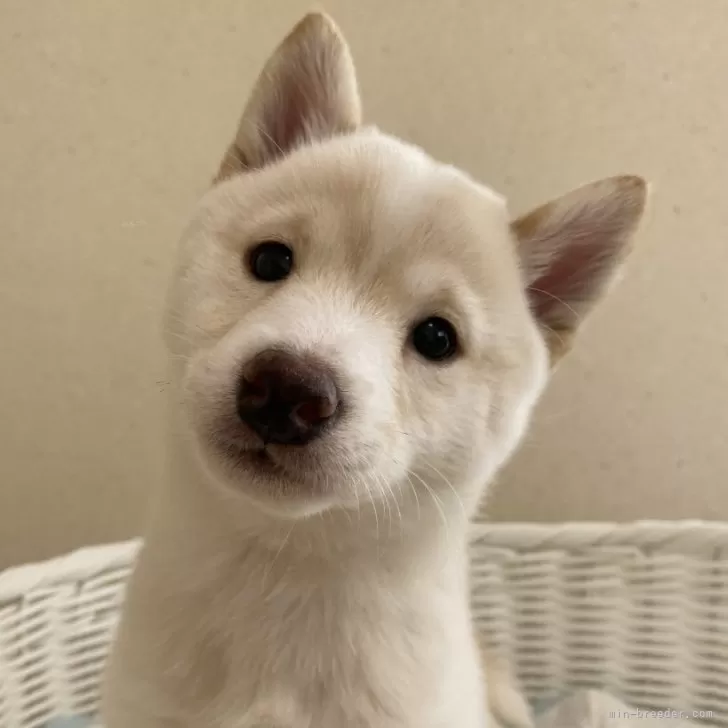 ミナミ 様のお迎えした子犬