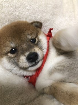 柴犬(豆柴)【兵庫県・女の子・2019年12月5日・赤】の写真「お目目クリクリ♪カワウソちゃん」