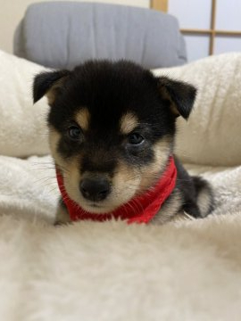 柴犬(豆柴)【兵庫県・女の子・2020年6月20日・黒】の写真「とっても可愛い女の子♪」