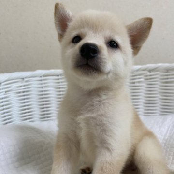 柴犬(豆柴)【兵庫県・女の子・2023年7月14日・白】の写真「とっても可愛い女の子♪」