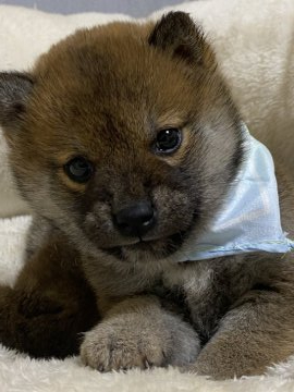 柴犬(豆柴)【兵庫県・女の子・2020年10月18日・赤】の写真「とっても小さな女の子♪」