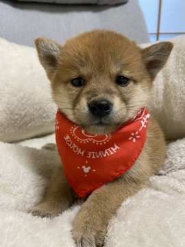 柴犬(豆柴)【兵庫県・女の子・2020年2月18日・赤】の写真「可愛い姉妹」