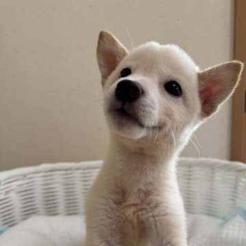 柴犬(豆柴)【兵庫県・女の子・2024年7月27日・白】の写真「とっても可愛い女の子♪」