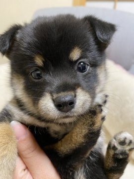 柴犬(豆柴)【兵庫県・女の子・2020年3月10日・黒】の写真「とっても可愛い♪ぬいぐるみみたいな女の子🧸」