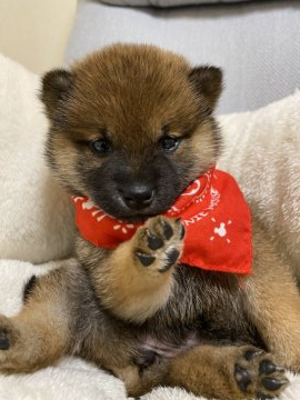 柴犬(豆柴)【兵庫県・女の子・2020年3月17日・赤】の写真「小さくてとっても可愛い女の子♪」