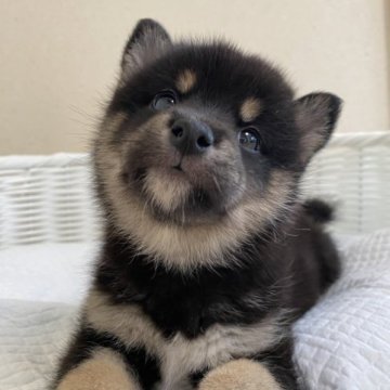 柴犬(豆柴)【兵庫県・女の子・2023年8月27日・黒】の写真「とっても可愛い女の子♪」